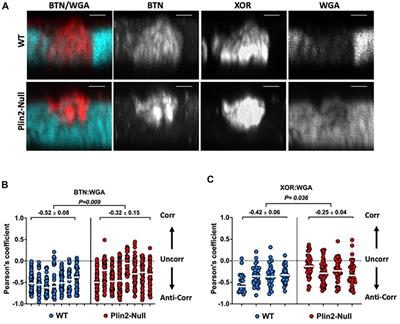 Perilipin-2 promotes lipid droplet-plasma membrane interactions that facilitate apocrine lipid secretion in secretory epithelial cells of the mouse mammary gland